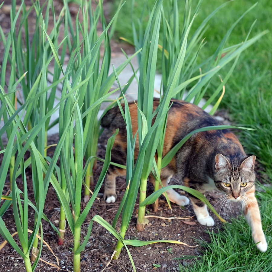 Fearsome Bală stalking in the garlic patch, Photo credit: Evan Grim
