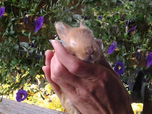 baby bunny rabbit