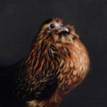 Belgian d'Anver Bantam