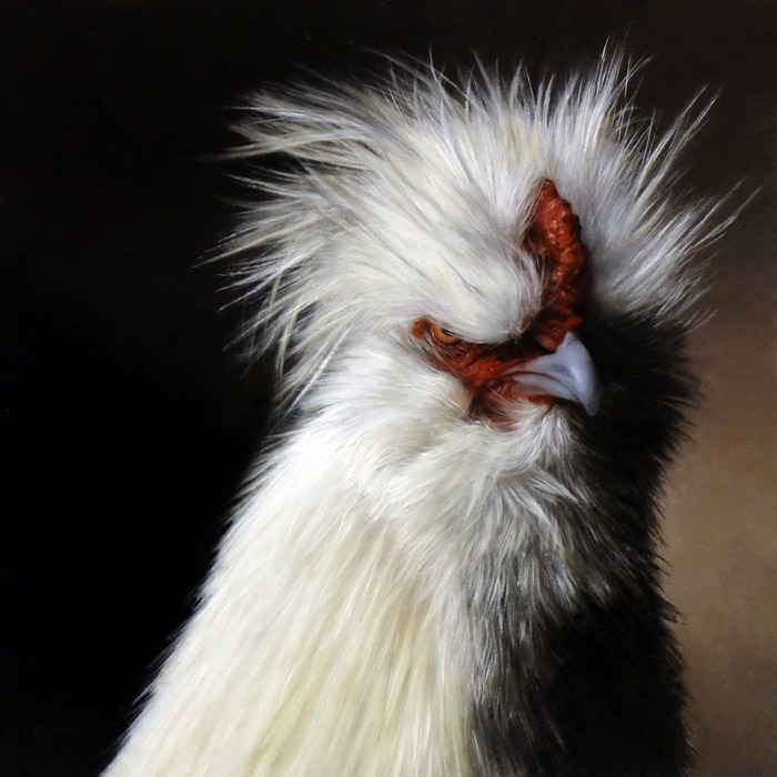 Portrait of Silkie chicken, Emperor Vox, oil on aluminum, 8" x 8" by Rebecca Luncan