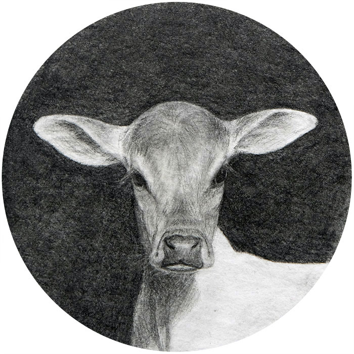 animal portrait calf art miniature drawing on paper by Rebecca Luncan