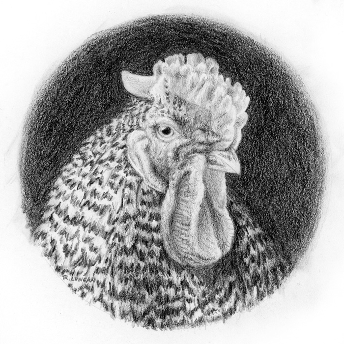 Graphite portrait drawing of a Plymouth rock rooster with a rose comb by Rebecca Luncan