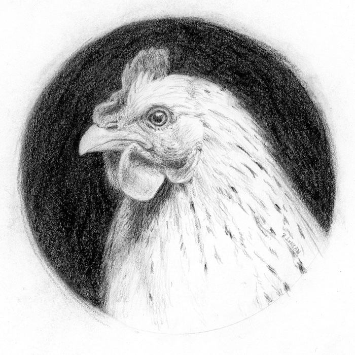 Graphite portrait drawing of a white chicken by Rebecca Luncan
