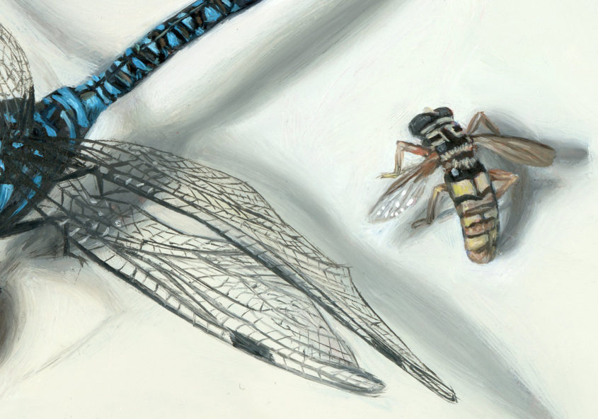 Insect painting detail of bee and dragonfly wing by Rebecca Luncan