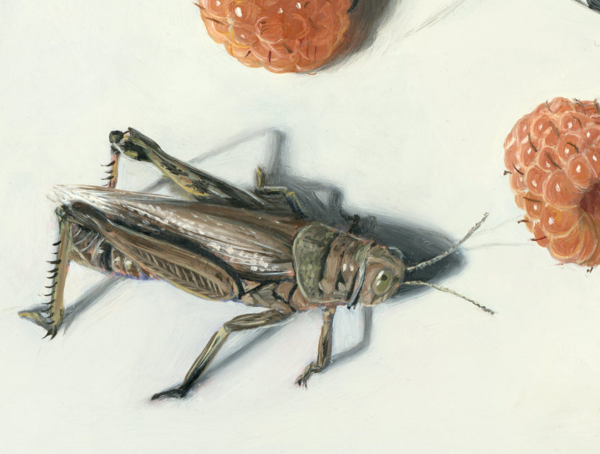 Insect painting in progress by Rebecca Luncan