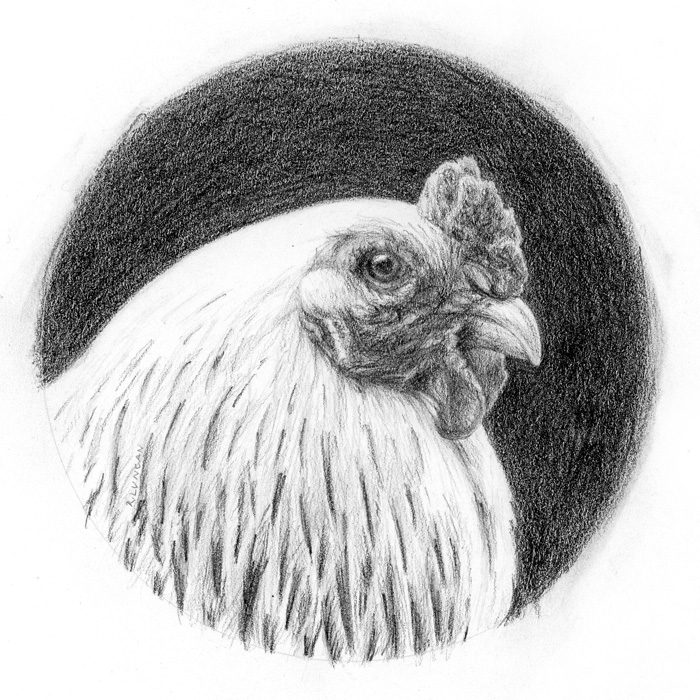 realistic Graphite portrait drawing of a white chicken by Rebecca Luncan