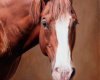 Horse portrait painted by Rebecca Luncan.