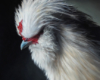 Silkie chicken oil painting by Rebecca Luncan