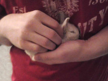 Baby bunny rabbit, Eleanore