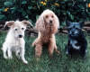 Three Dogs Pet Portrait oil Painting Rebecca Luncan