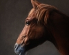 Horse Portrait painting miniature, oil on copper by Rebecca Luncan