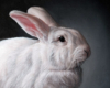 The White Rabbit, Oil painting miniature by Rebecca Luncan 