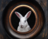 Portrait of a white rabbit, miniature oil painting on copper by Rebecca Luncan