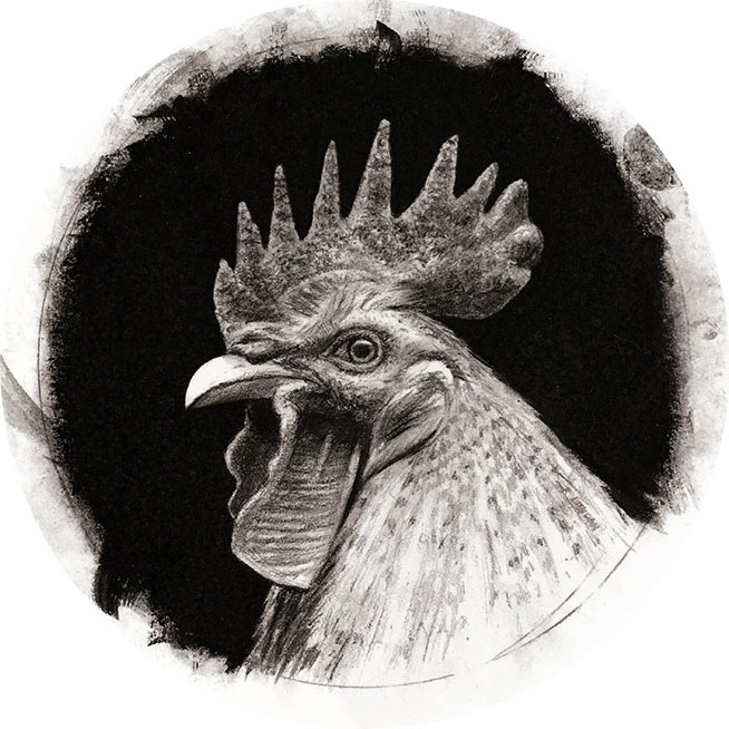 Rooster drawing by Rebecca Luncan