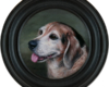 Beagle pet portrait painting by Rebecca Luncan