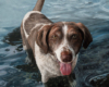 Dog in water oil painting pet portrait by Rebecca Luncan