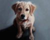 pet portrait oil painting of golden retriever puppy by Rebecca Luncan