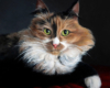 Cat Pet Portrait painting of Lucy reclining by Rebecca Luncan