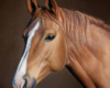 oil Portrait painting of an American Quarter Horse by Rebecca Luncan