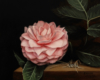 Pink Camellia and Cave Cricket oil on copper 5″ x 5″