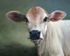 Calf oil painting in the realist tradition by Rebecca Luncan