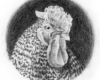 Graphite portrait drawing of a Plymouth rock rooster with a rose comb by Rebecca Luncan