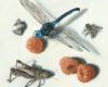Anita's Insects, miniature oil painting of dragonfly, bee and grasshopper by Rebecca Luncan