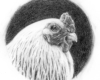realistic Graphite portrait drawing of a white chicken by Rebecca Luncan