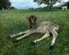 painting of a calf in grassy field in the realist tradition by Rebecca Luncan