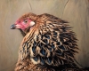 Chicken painting by Rebecca Luncan oil on aluminum representational art