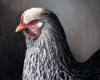 Chicken painting by Rebecca Luncan oil on aluminum representational art