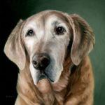 Pet portrait painting of golden retriever by Rebecca Luncan