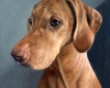 pet portrait painting of hungarian vizsla, Nusi, By Rebecca Luncan