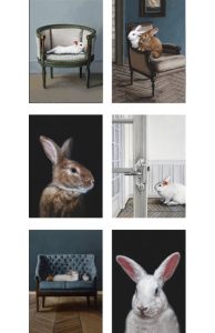 Set of six different Lifestyle rabbit greeting cards