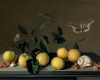 Polyphemus moth over nashi fruit still life oil painting by Rebecca Luncan