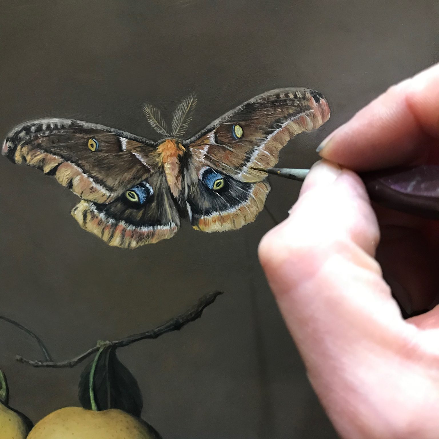 polyphemus moth in progress oil painitng by Rebecca Luncan