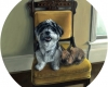 portrait painting of lion head rabbit and shih tzu in formal setting by realist painter, Rebecca Luncan