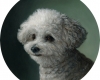Pet portrait painting of white mini poodle by Rebecca Luncan