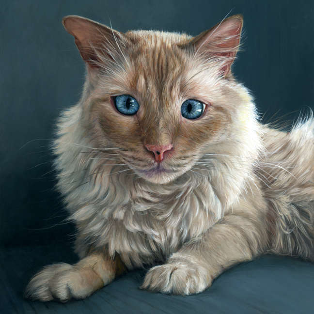 Portrait painting of flame point ragdoll siamese cat by Rebecca Luncan