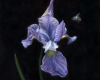 still life oil painting on copper of iris and bee by Rebecca Luncan