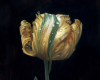 still life painting of Parrot Tulip, oil on copper, 5 x 5 by Rebecca Luncan