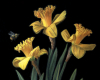 three daffodils with bee still life painting, oil on copper by Rebecca Luncan