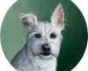 Jefferson, oil on aluminum white terrier portrait oil paitning by Rebecca Luncan