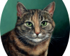Suzie Q cat pet portrait miniature oil painting by Rebecca Luncan