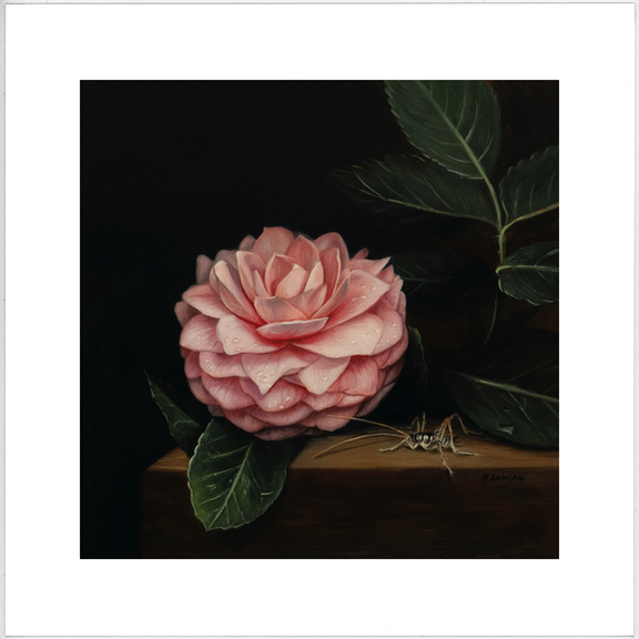 Pink Camellia and Cave Cricket still life painting by Rebecca Luncan
