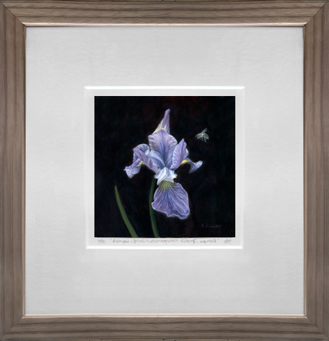Framed limited edition print of purple iris by Rebecca Luncan