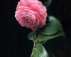 botanical oil painting of pink camellia by Rebecca Luncan