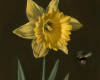 daffodil and bee, miniature still life painting, oil on copper by Rebecca Luncan