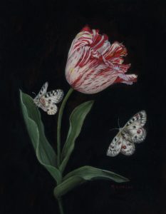 still life oil paiatning of rembrandt Tulip and Parnassius clodius Butterfly by Rebecca Luncan