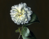 Whtie Camellia floral oil painting by Rebecca Luncan